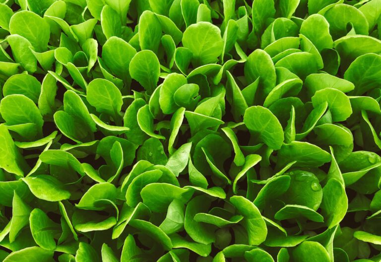 How Vertical Farming Is Changing the Way We Eat