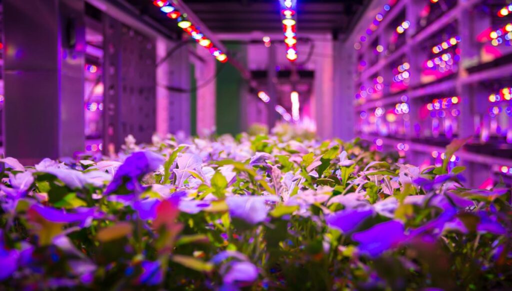 Benefits and Challenges of Vertical Farming